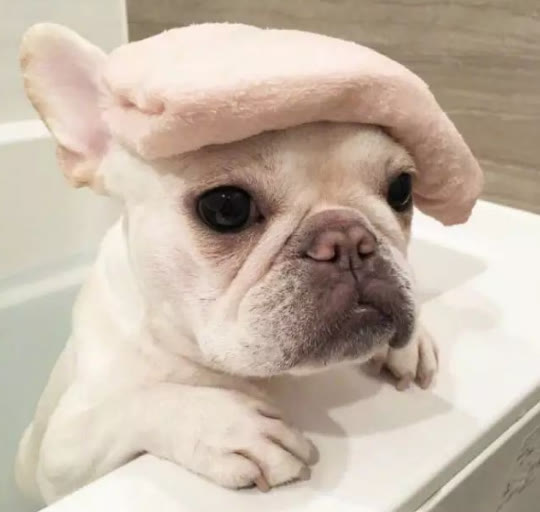 为什么我家法斗后面半截很瘦,自己养的法斗