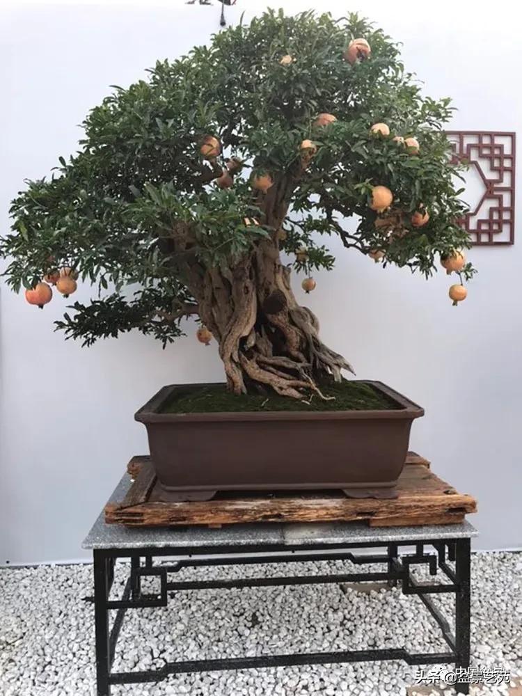 金银花盆景的修剪方法,盆景的修剪知识与技法