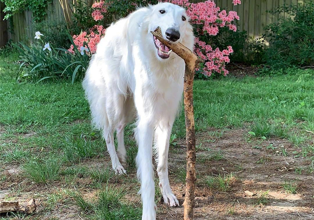泰迪调戏大型犬被当场咬死,巨型泰迪挑衅大型犬被咬死