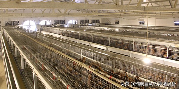 蛋鸡中暑症状及治疗,高温天气鸡中暑咋办