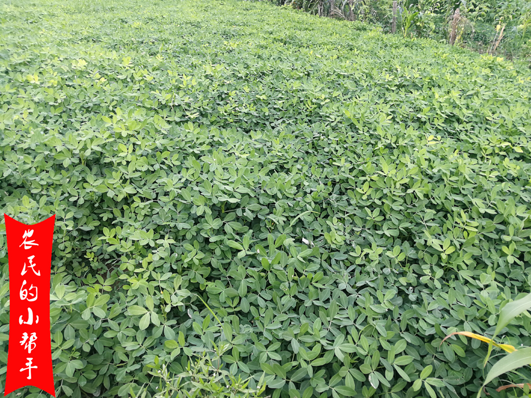 花生新叶发黄怎么办,花生苗期发黄是什么原因打什么药