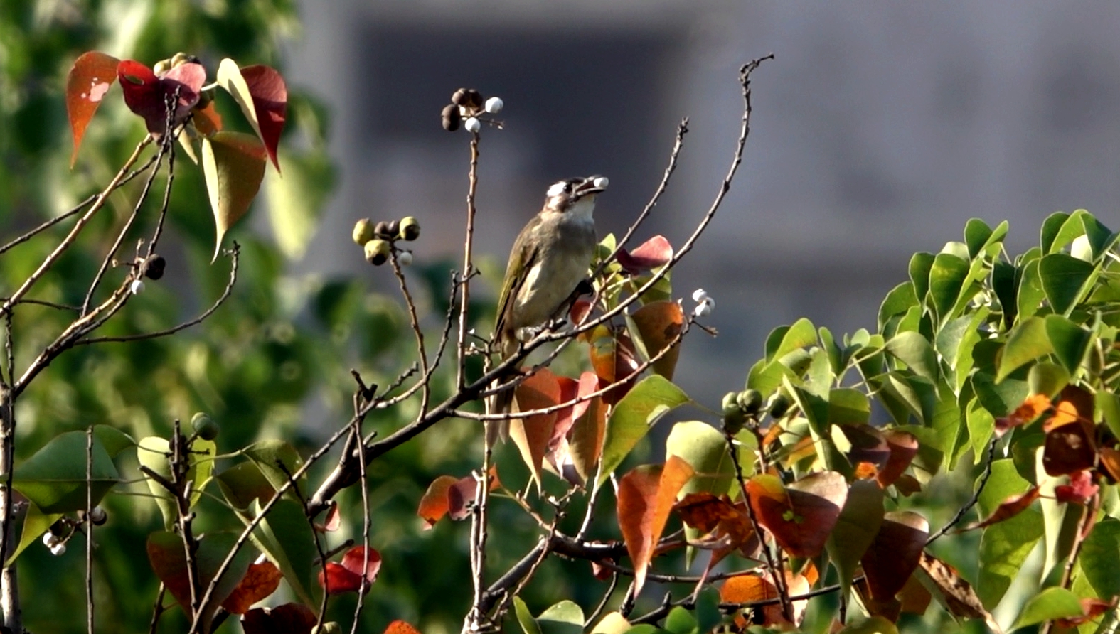 鹎踏梅枝自成画,花落如雨惊闲人