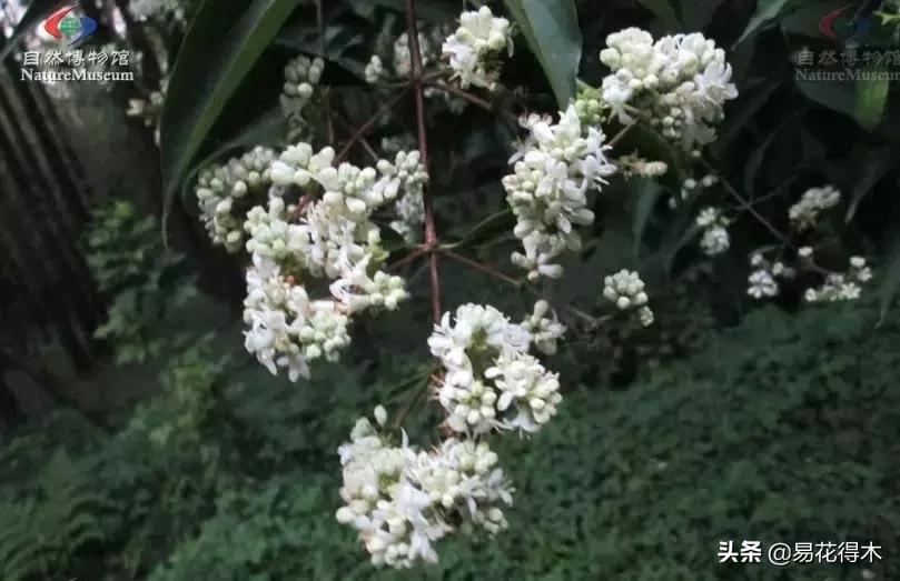 珍稀又漂亮的国家级保护植物,国家重点保护野生植物女神之花