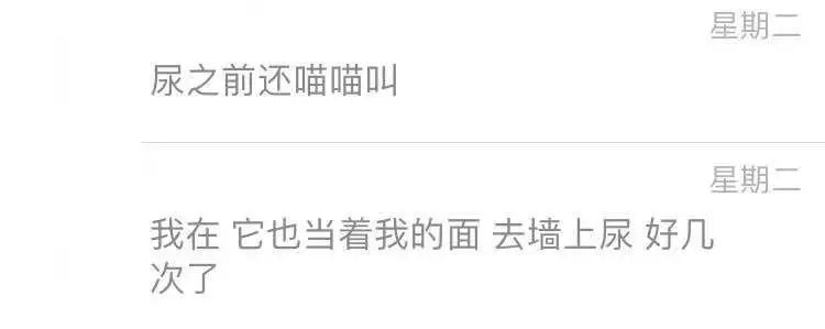 猫咪乱吃药怎么救,猫咪乱尿解决神器