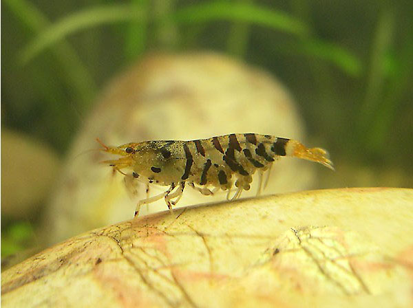 天空蓝魔、黄金巨手、血钻......养个虾整个人都中二了