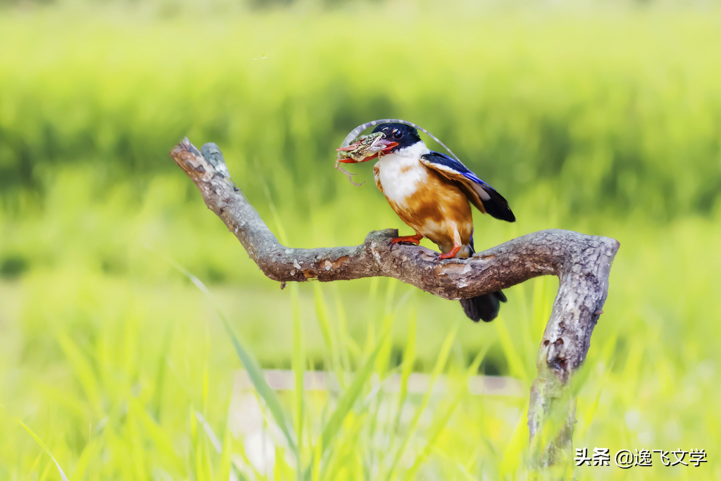 摄影纪实战争,摄影现代战争