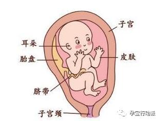 孕期周刊35周,孕期周刊第14周