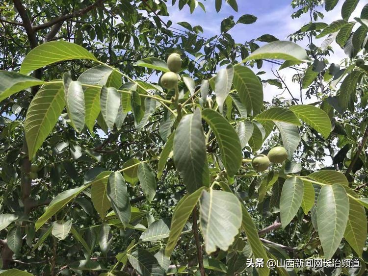 “我们身边的二青会”系列报道之五：看精彩赛事品屯留美食