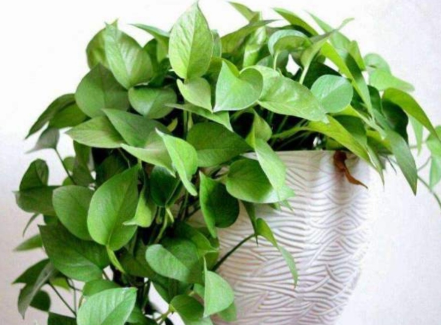 绿萝是很好养活的植物,绿萝的正确浇水方法你做对了吗