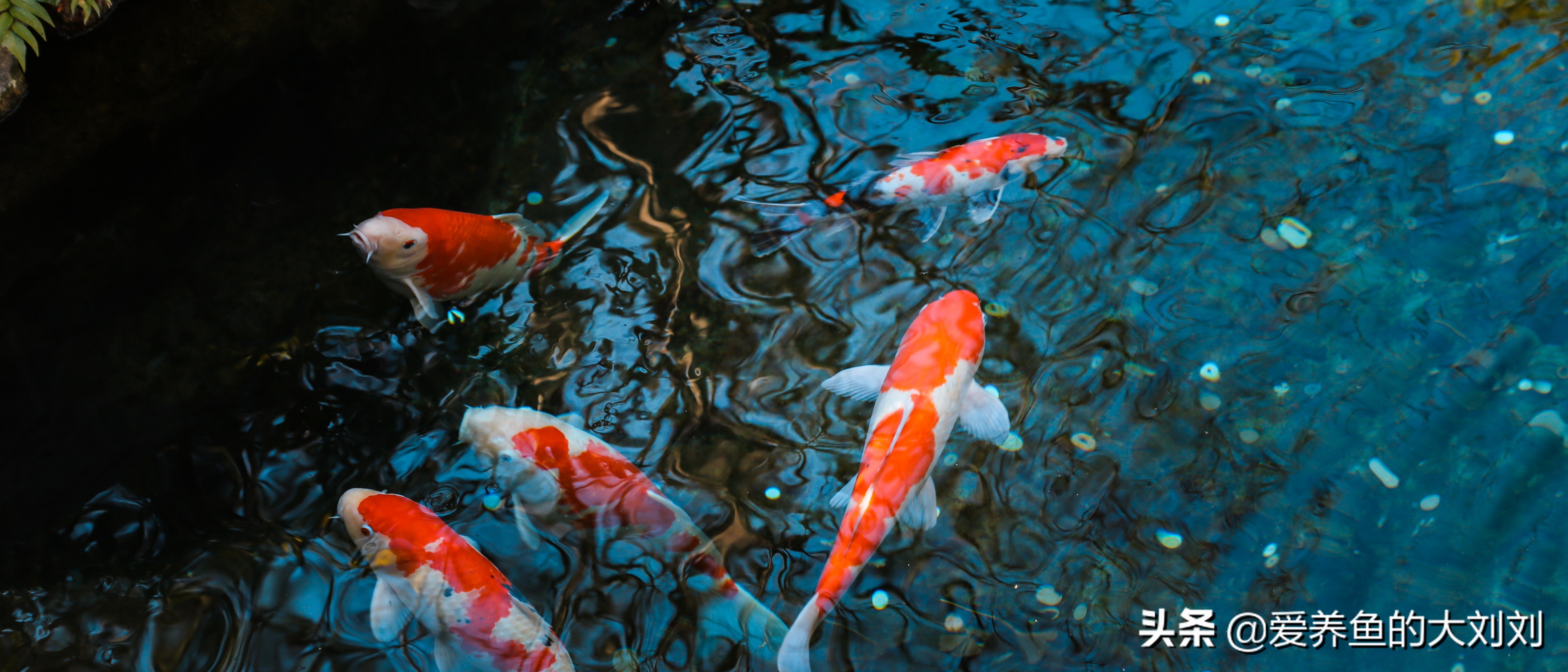 鱼缸可以用活性炭和石英砂过滤吗,鱼缸过滤材料活性炭多久换一次