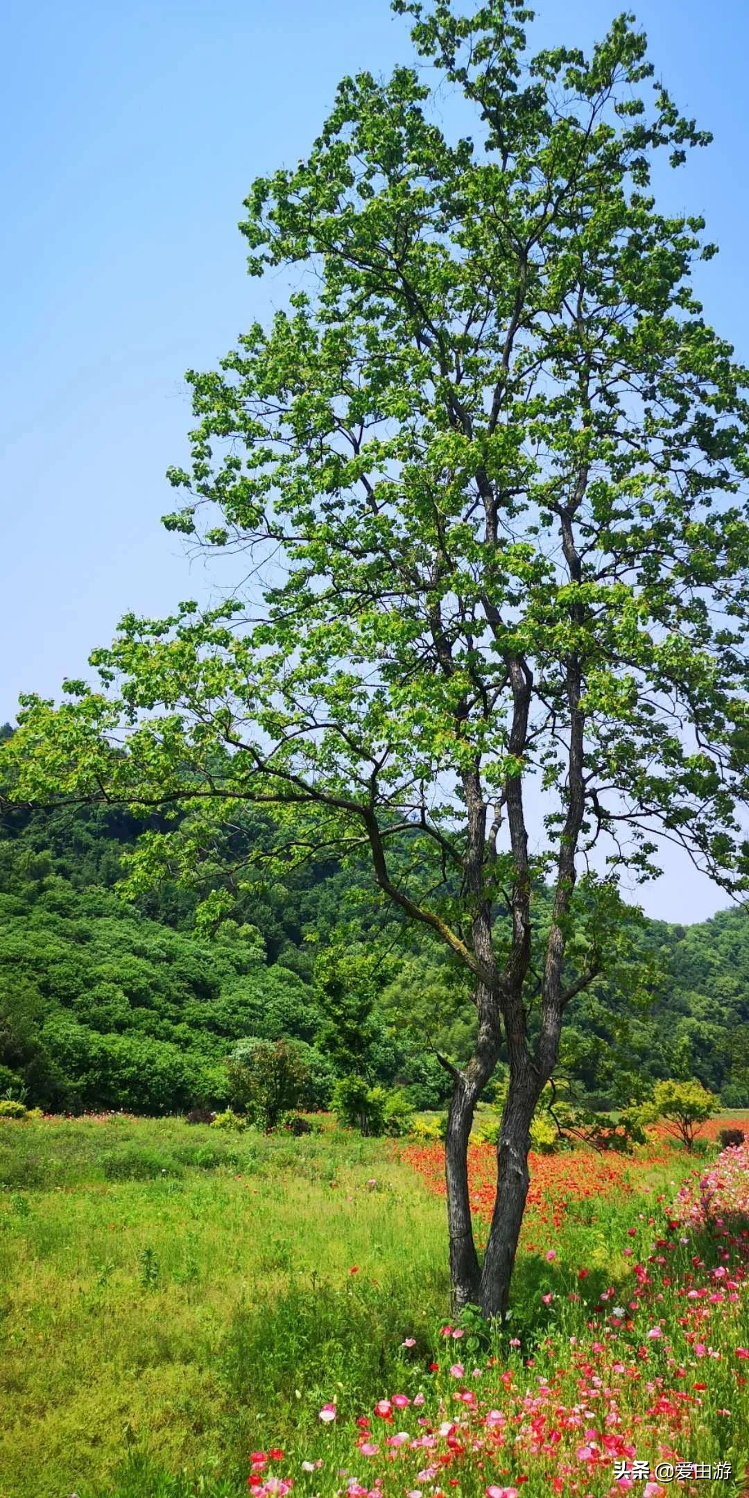 疫情后旅行新玩法,“州”游之衢州四天三夜