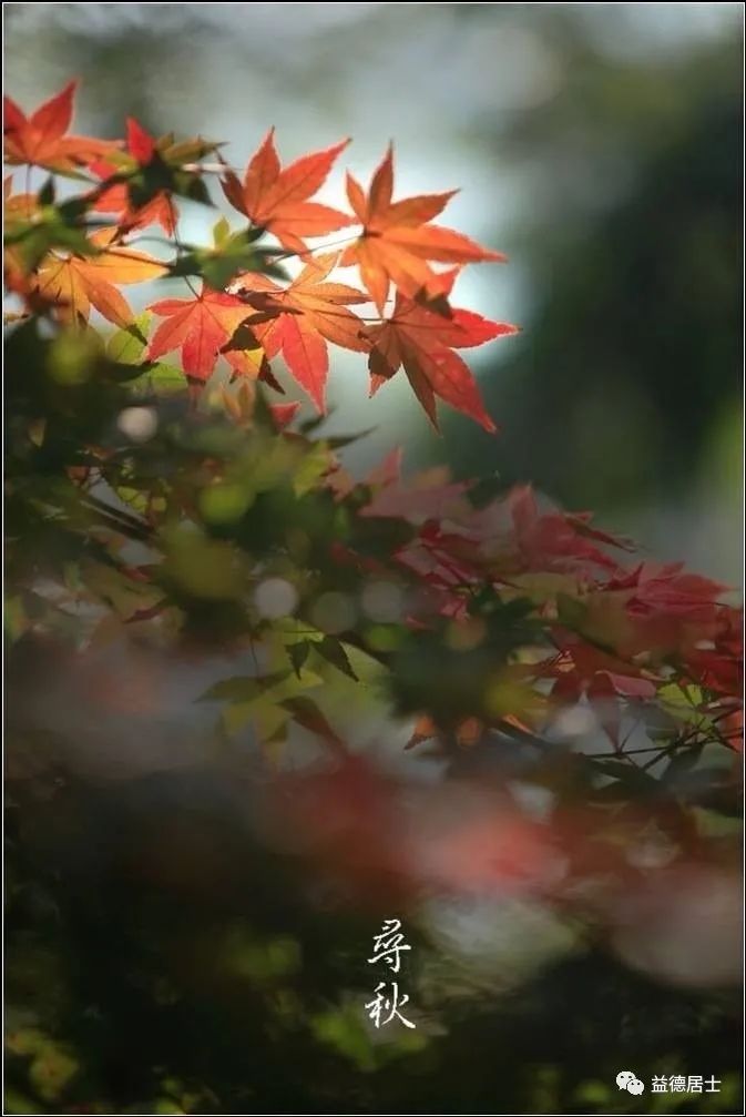 高粱立了秋再出穗还能熟吗,立了秋丢了扇全文的诗意是什么