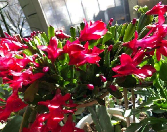 养花浇淘米水和啤酒好吗,啤酒养花好还是雪碧养花好