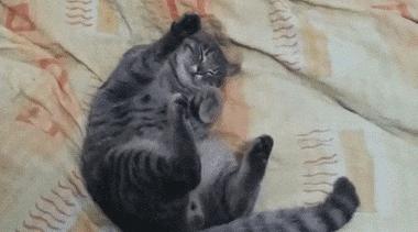 猫咪睡觉的时候发抖打颤怎么回事,猫咪睡觉频繁发抖打颤是怎么回事