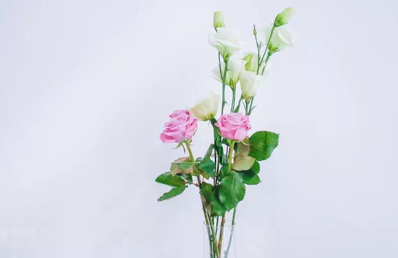 花语大全：各种鲜花的花语，不同颜色寓意也不一样啊