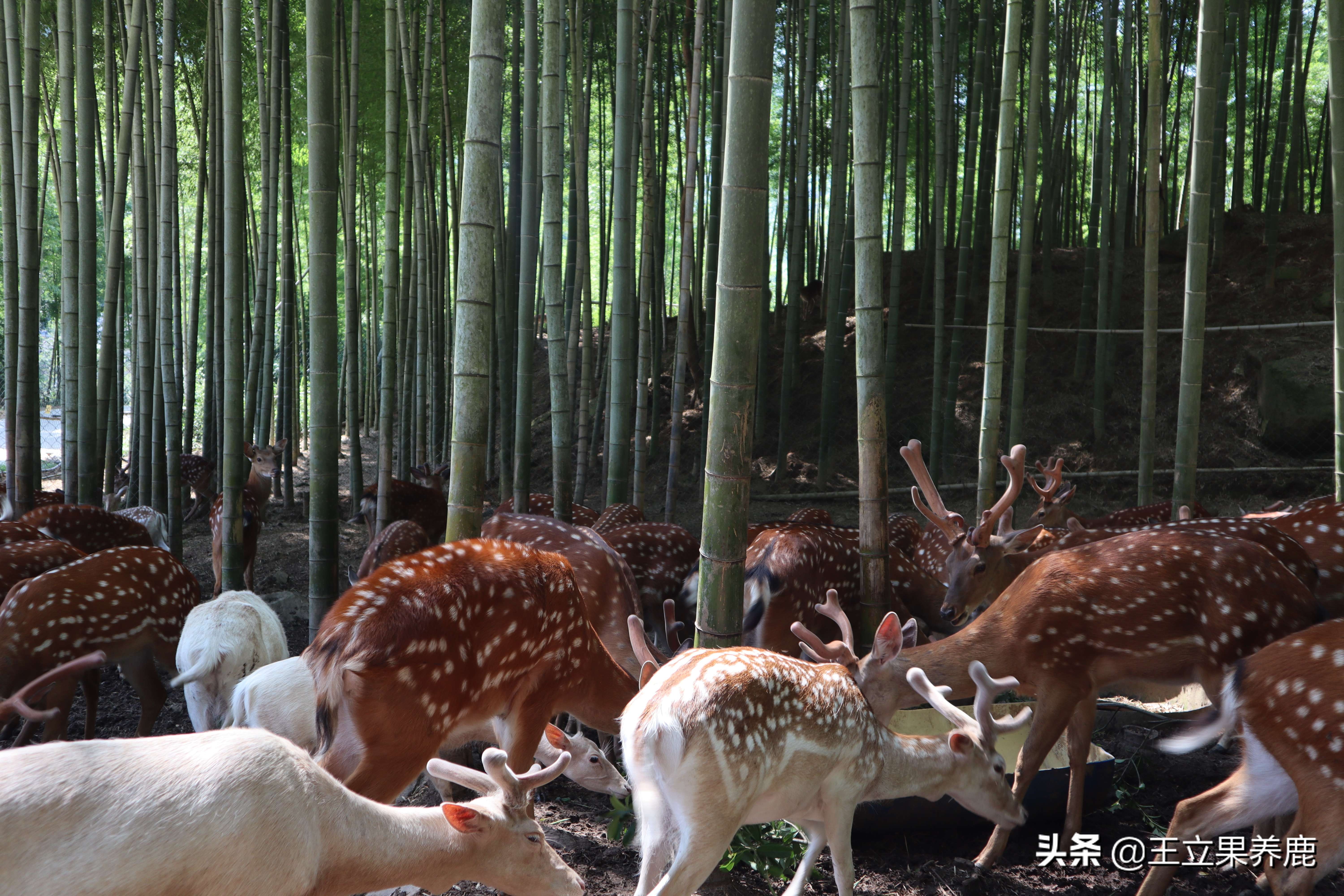 养鹿圈养好还是散养好,散养和圈养哪个利润高