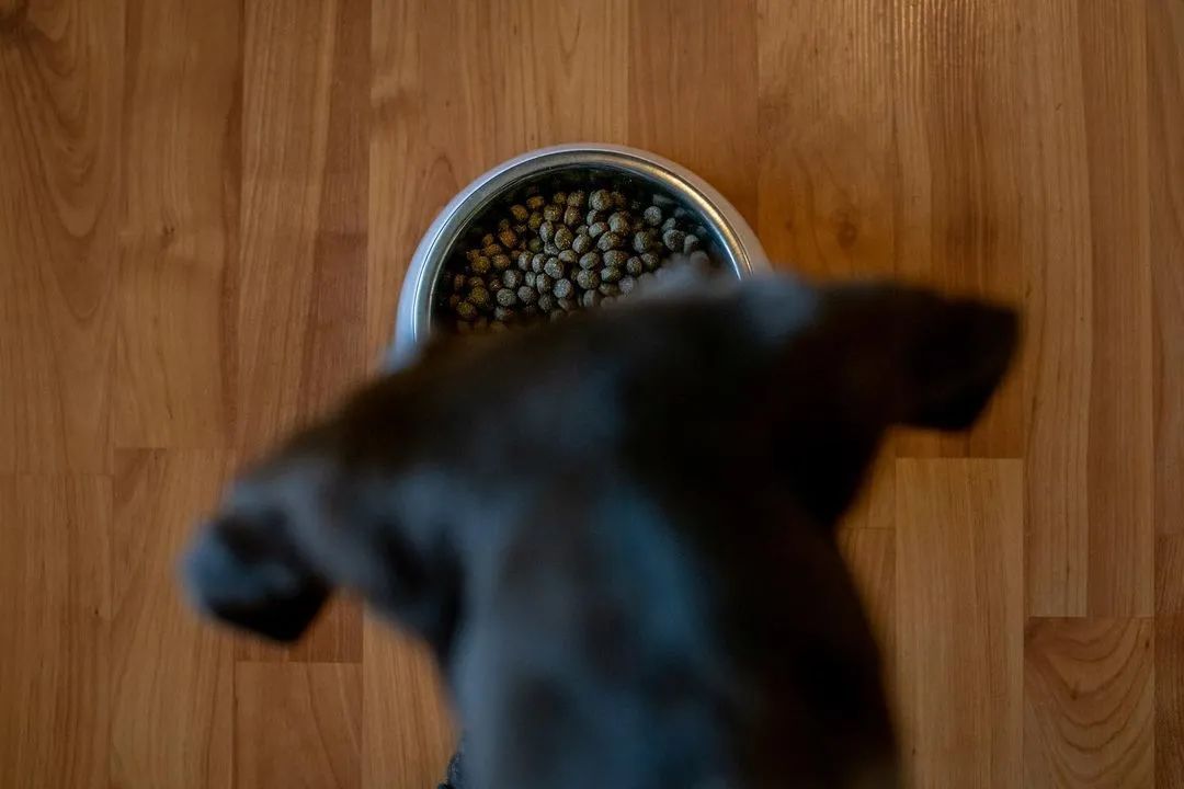 狗狗吃饭太急怎么办,狗狗吃得太急咬手怎么教