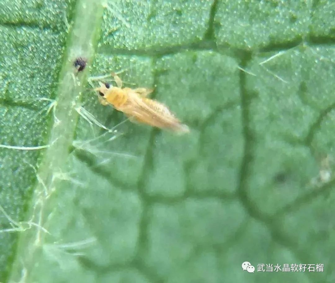 石榴生虫的视频,石榴生虫用什么方法好