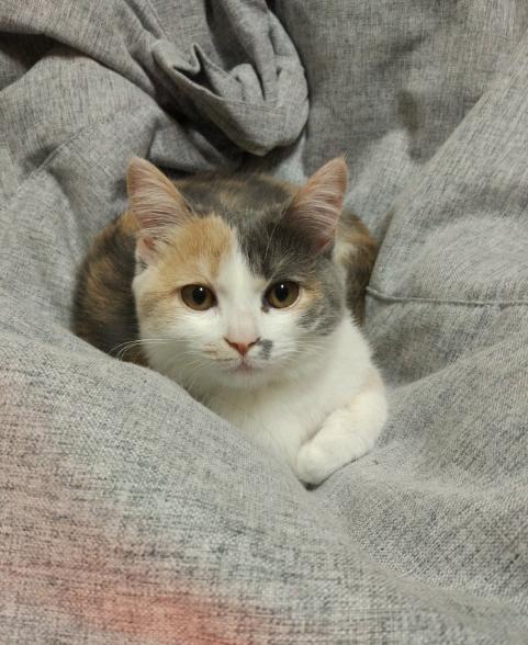 最稀有的猫咪是什么猫,全球最稀有的猫咪再不看就看不到