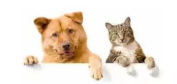 朋友的不同表达,朋友的不同语言表达