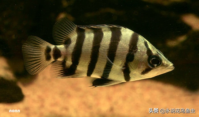 孟加拉银虎鱼和苏虎鱼有什么区别,最便宜虎鱼是哪种虎鱼