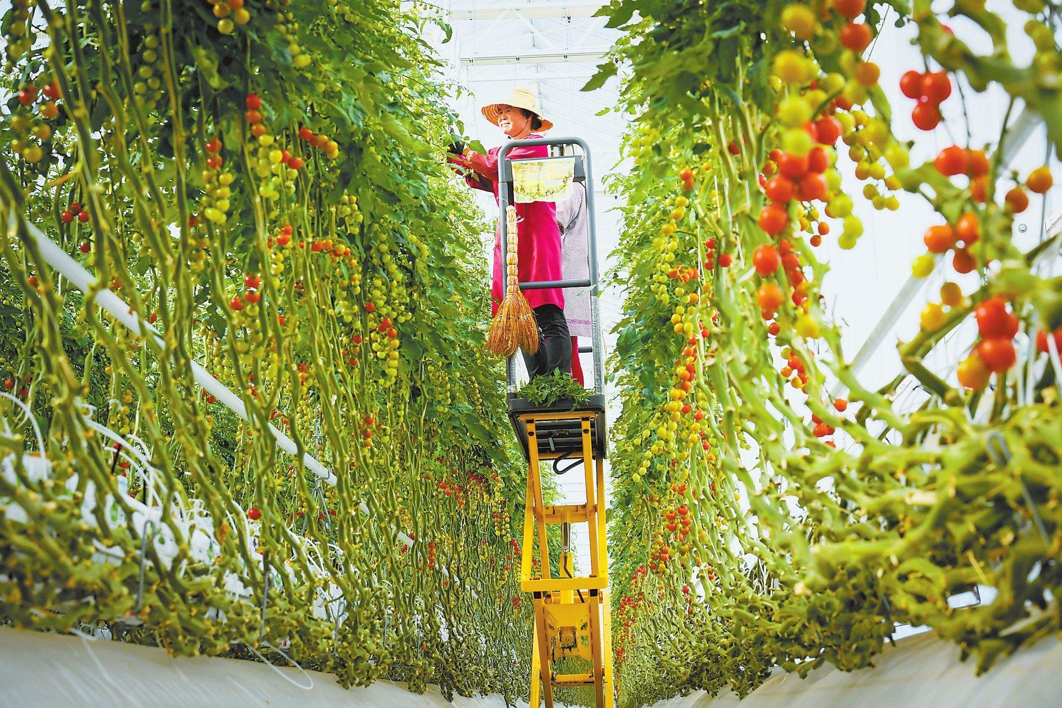 农业连栋温室大棚补贴标准,吉林连栋温室大棚一亩地多少钱