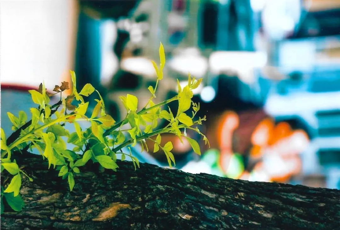 「沧州教育资讯」沧州一中举办“美丽沧州”摄影大赛活动