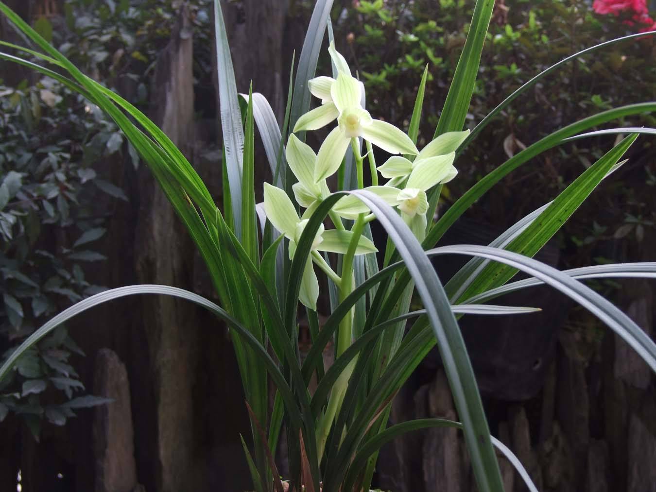 精品玉兰的品种及图片,国兰花朵不艳丽但香气清雅