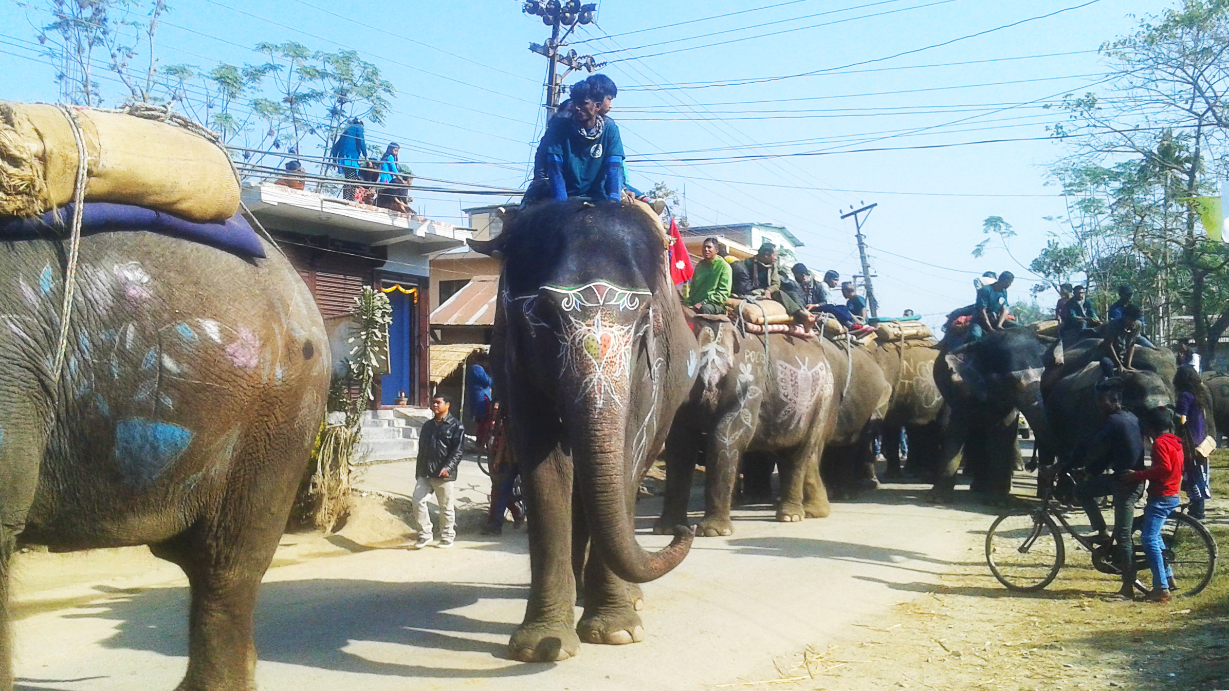 世界杯大象足球,大象足球比赛