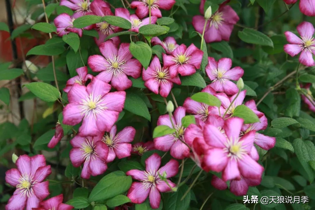 铁线莲折扣,铁线莲哪款值得入手