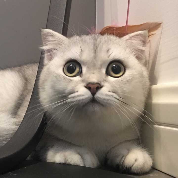 养英短的好处,养英短的好处和坏处