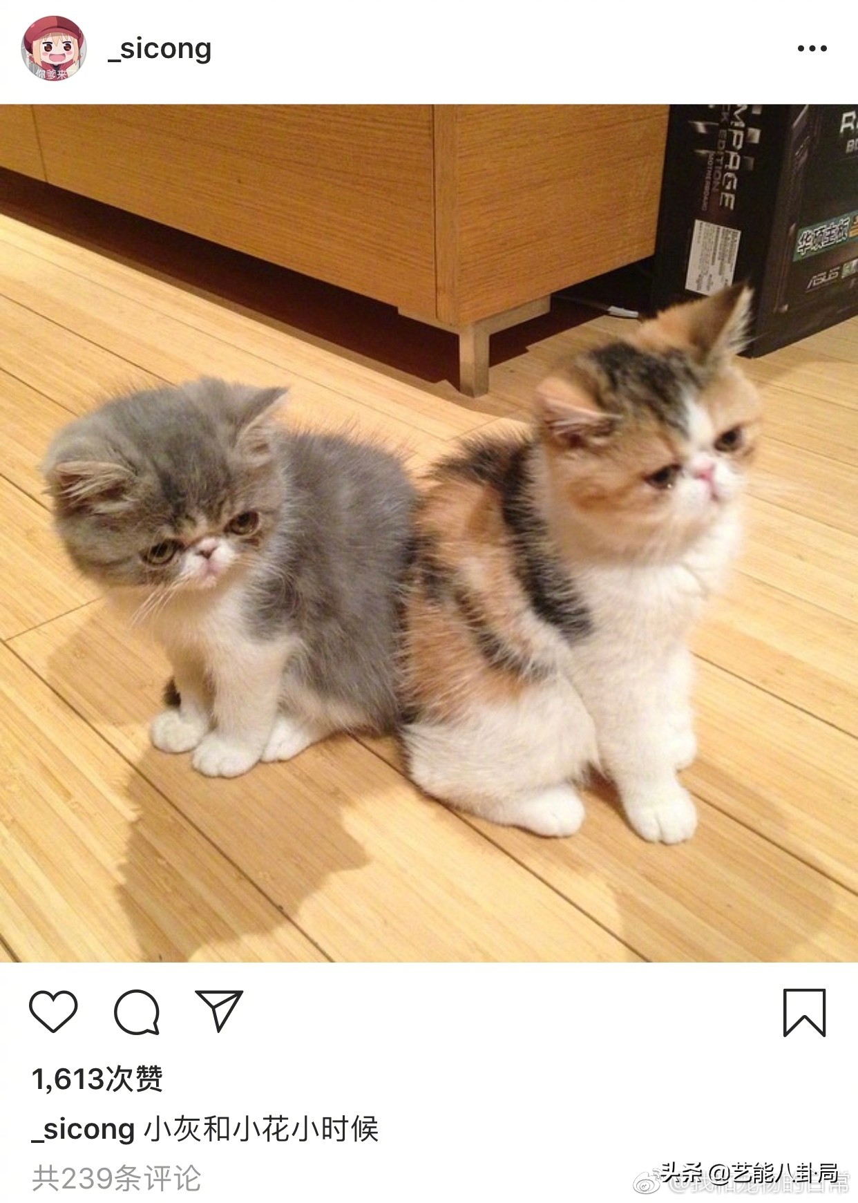 王思聪斥重金买鸭,王思聪自曝斥重金买鸭