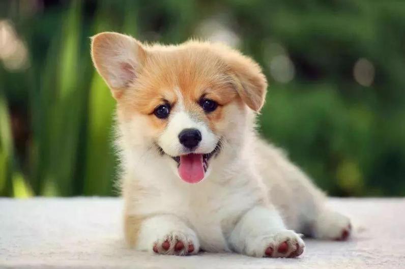 狗狗太胆小怎么办晚上叫不停,怎么纠正狗狗的胆小习惯