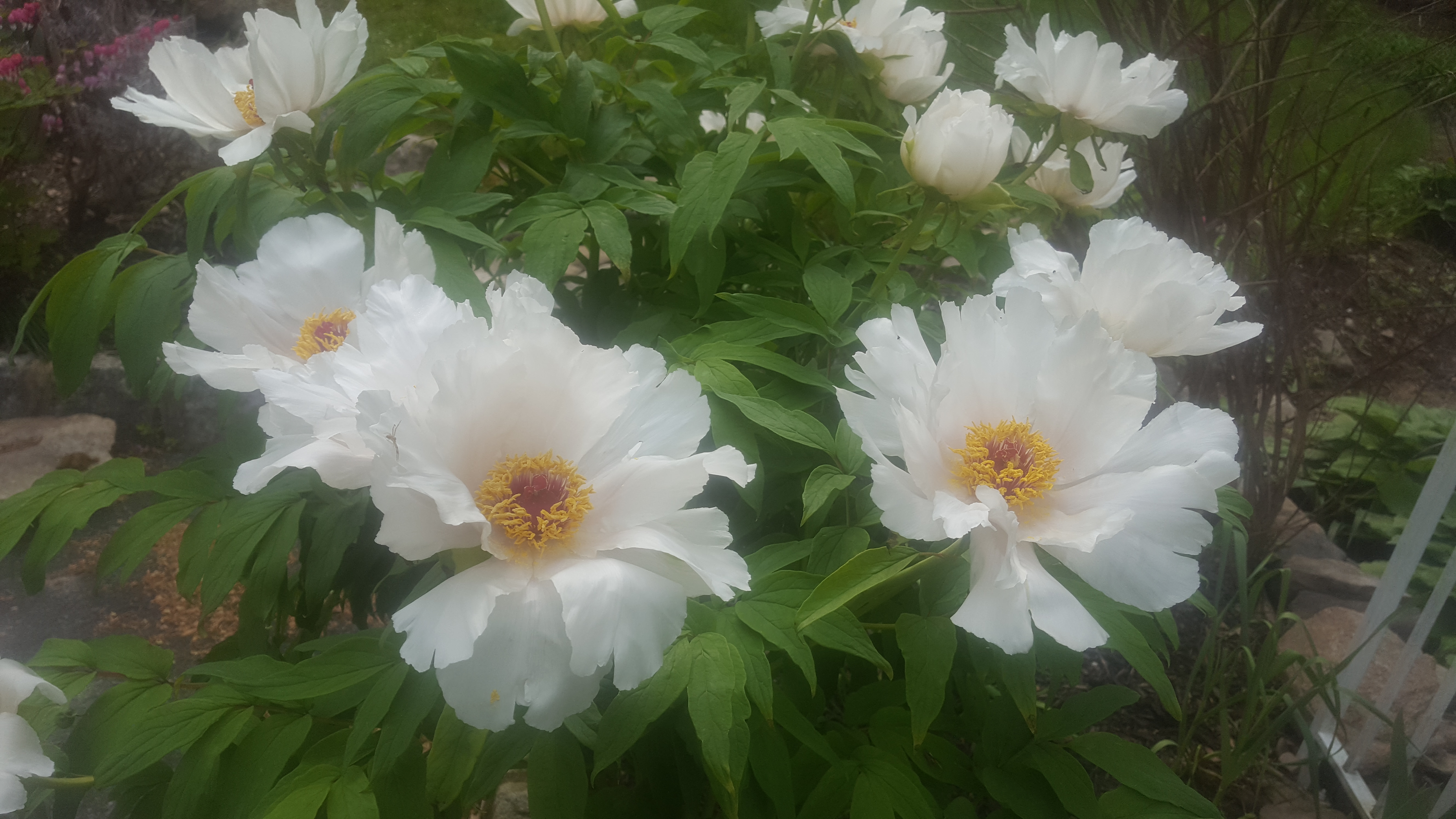 花间语|牡丹花们的老祖宗:凤丹白