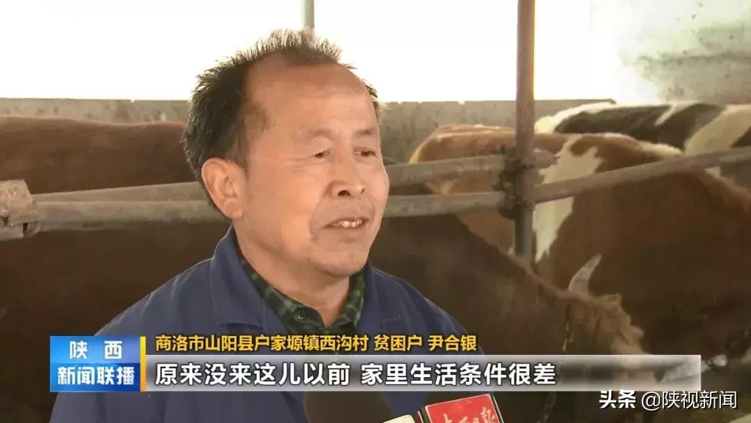 商洛山阳县这帮人对牛粪做了啥?竟比纯养牛多挣了10倍!