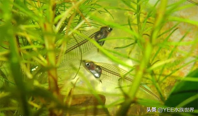 这条晶莹剔透的玻璃鱼，把自己活成了精致的艺术品