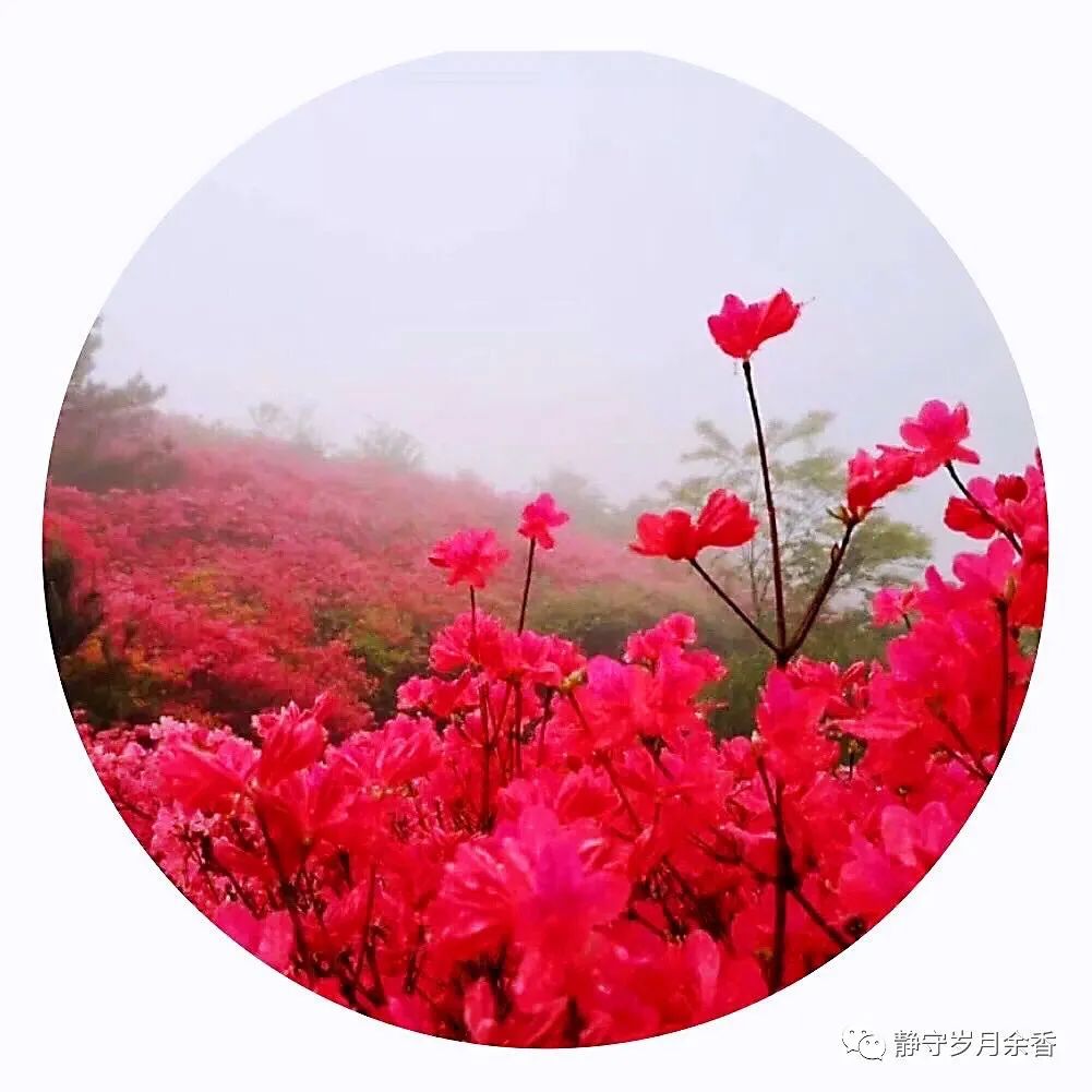 情满龟峰·诗涌花海