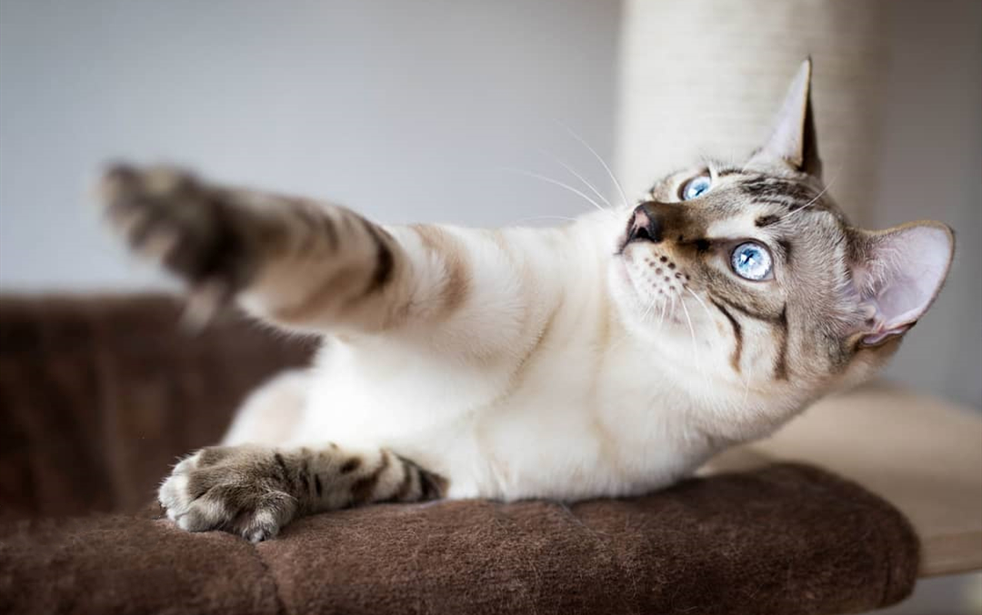 宠物科普知识大全素材,宠物吸入性肺炎治疗