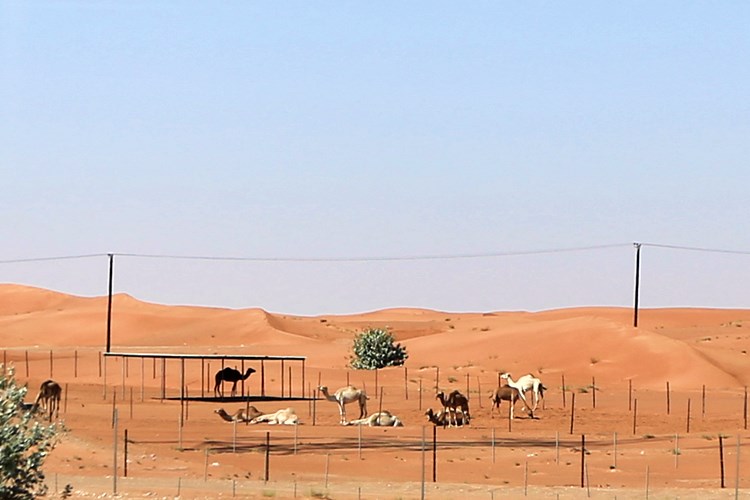 阿联酋第一位总统扎伊德阿布扎比,阿联酋阿布扎比现任酋长