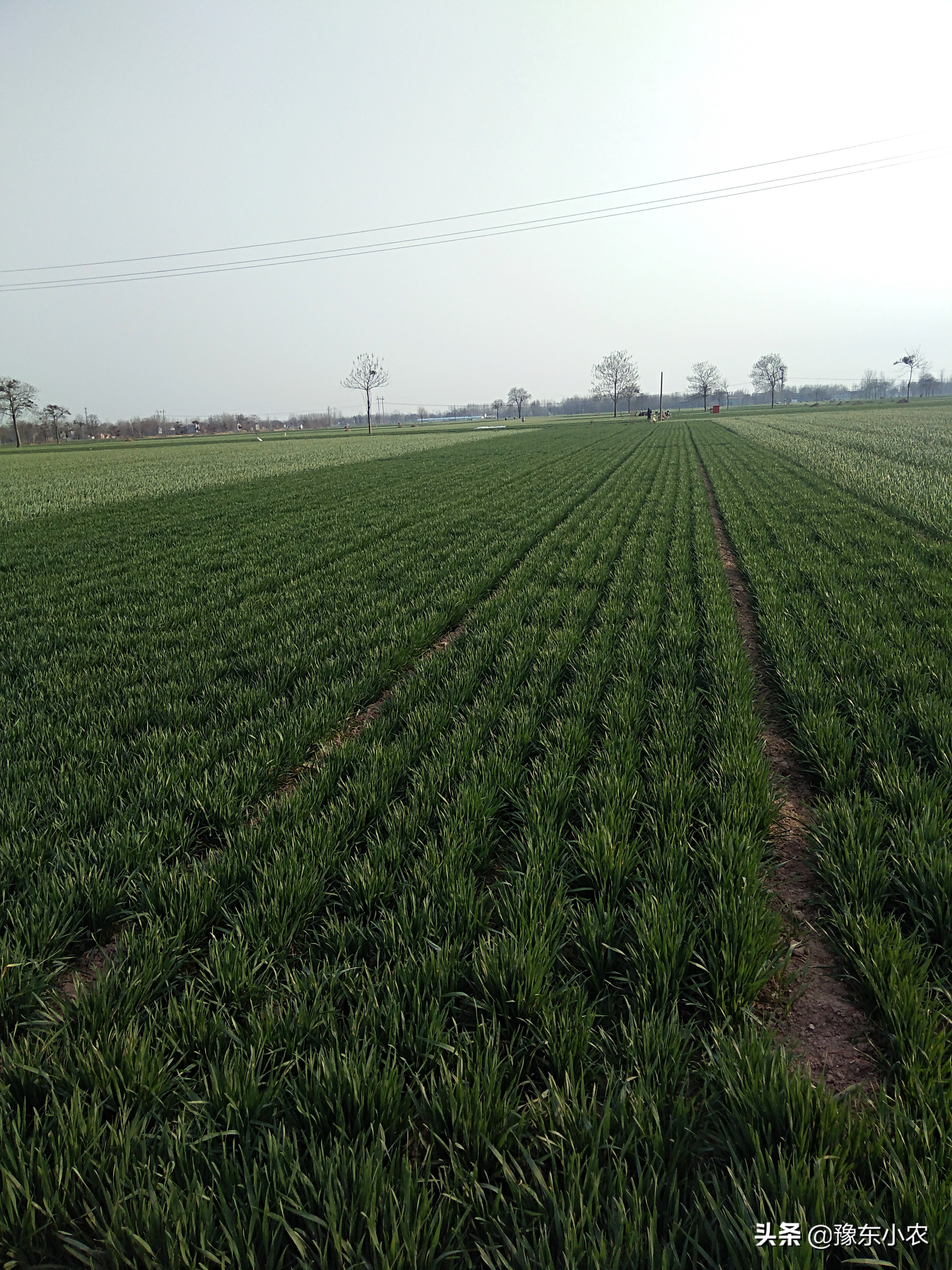 返乡创业种植什么产品好,返乡创业种植需要什么条件