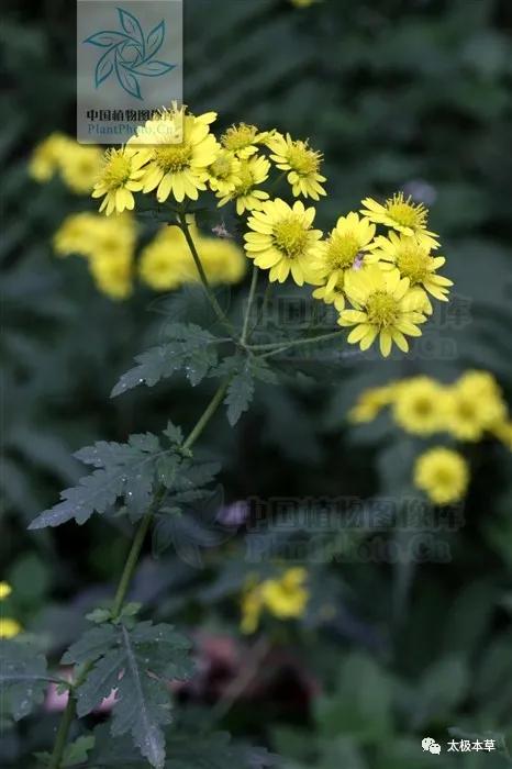 野菊花对咽喉肿痛有用吗,野菊花有清肝明目吗
