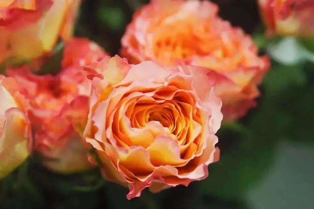 花店必备的5款玫瑰,花店最常用什么品种的玫瑰花