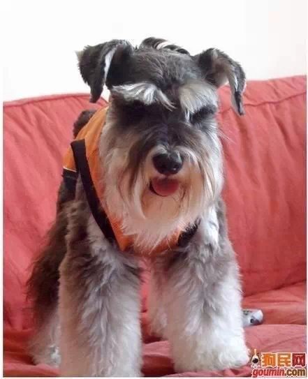 鐙楃嫍澶у叏鍙埍,鍙埍鐨勫皬鐙楃嫍閫佺粰鐖辩嫍浜哄＋