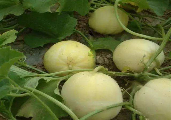 菜瓜种植病害,黄瓜菜瓜病虫害怎么防治