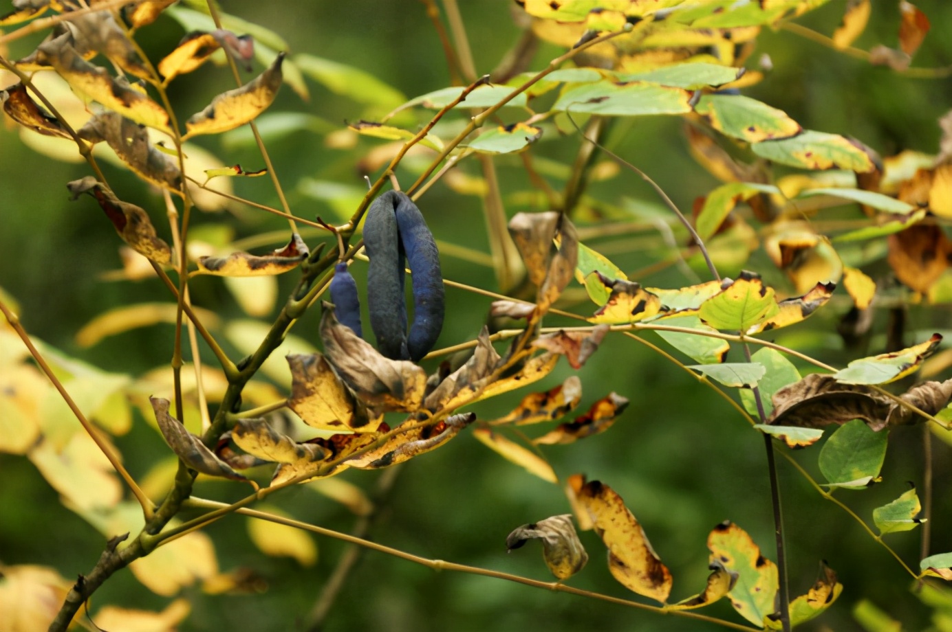 百种果子简介,百种果实图片