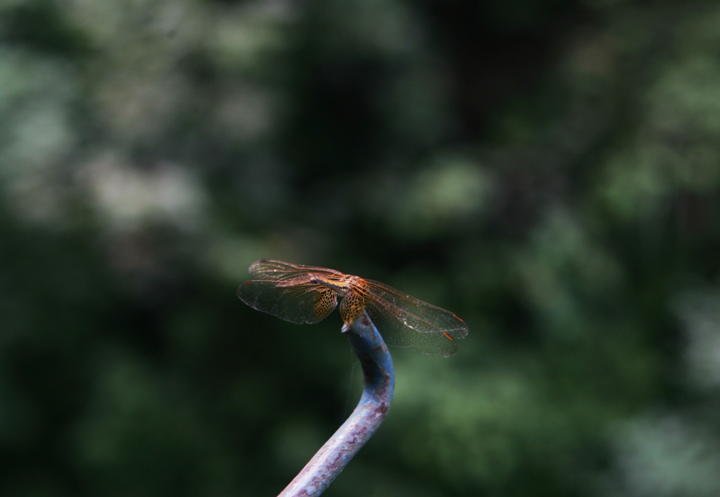湘西保靖县有多少村,湘西保靖有几个镇