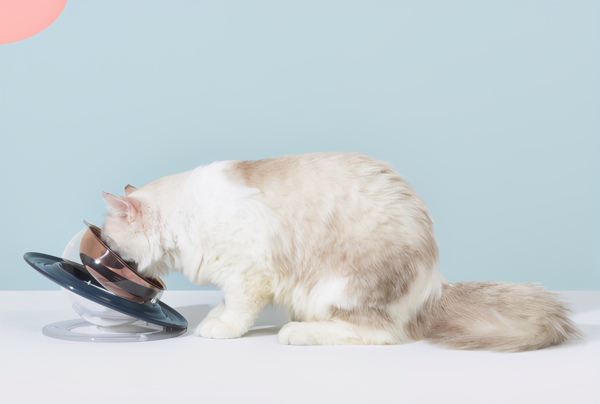 怀孕期间适合养什么宠物,怀孕了能养宠物吗猫和狗