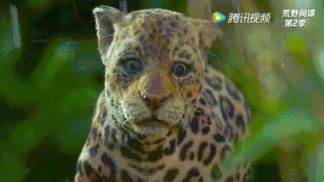 你在搞笑吗韩语,bbc搞笑视频