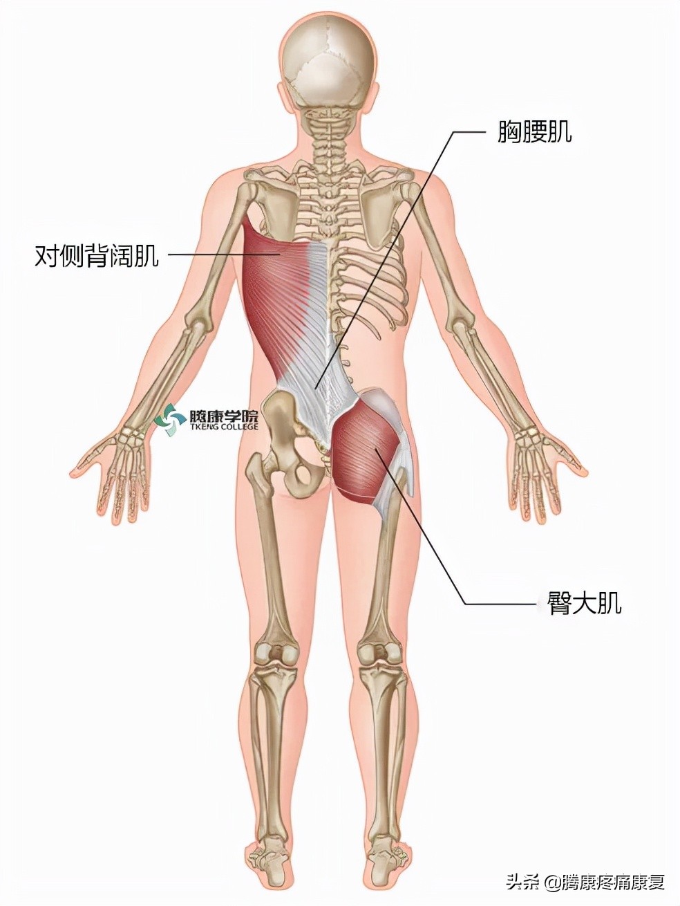 骶髂关节疼痛一招解决,缓解骶髂关节疼痛的六个训练动作