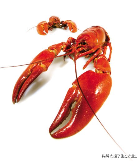 小龙虾养殖最适合养殖的时间,小龙虾养殖需要什么条件和技术